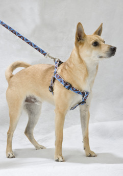 Lupine 1/2 Harness Dog Step In GUARANTEED (Even If Chewed)