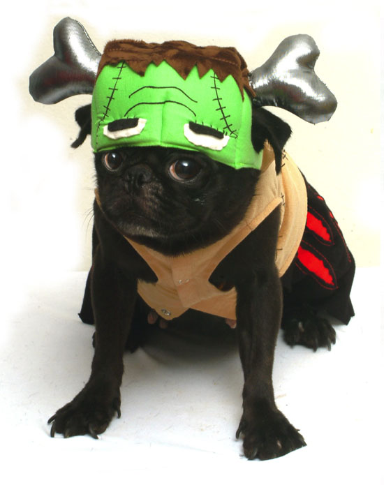 Pet Costume Berkenstein