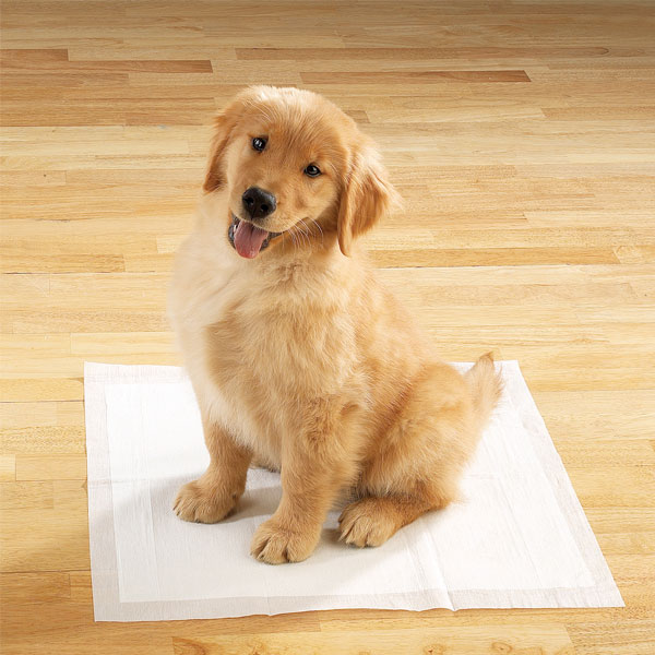Housebreaking Training  Wee Wee Pads 50 count Our