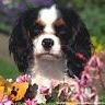  For Small Dogs