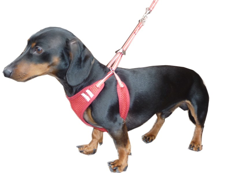 Hdp harness sales