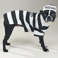 Pet Costume Prison Pooch