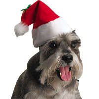 Santa Hats for Pets