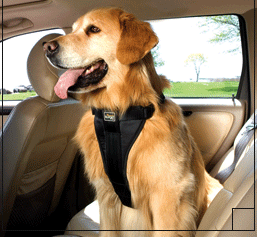 Kurgo TruFit Harness