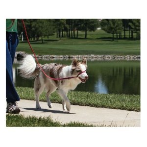 PREMIER Wonder Walker Gentle leader Dog Harness