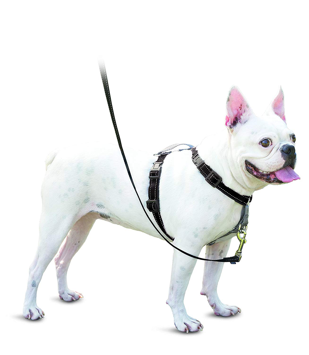 happy dog harness
