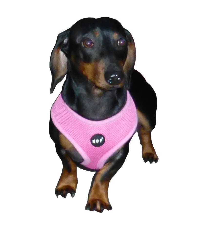 Hdp car dog harness deals