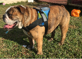 Happy shop dog harness